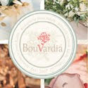 My  Bouvardia Jakarta Indonesia