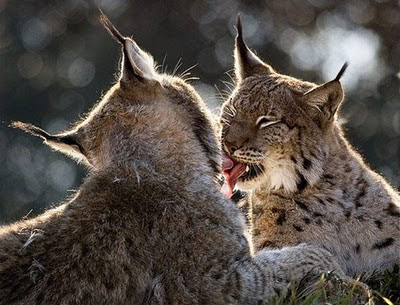 Image Gallary 3: Animals in Love, Cute Animals in Love Pictures-Animals