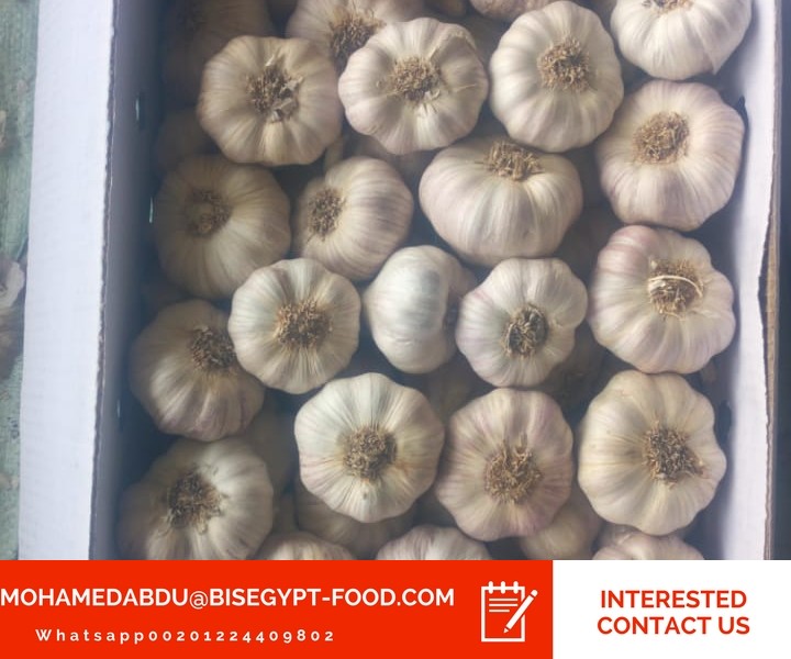 garlic suppliers in kenya