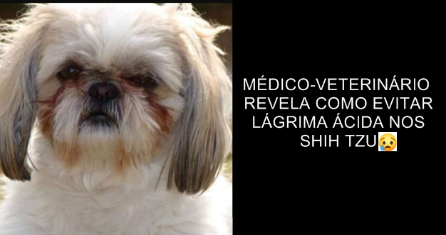 MÉDICO-VETERINÁRIO REVELA COMO EVITAR LÁGRIMA ÁCIDA NOS SHIH TZU