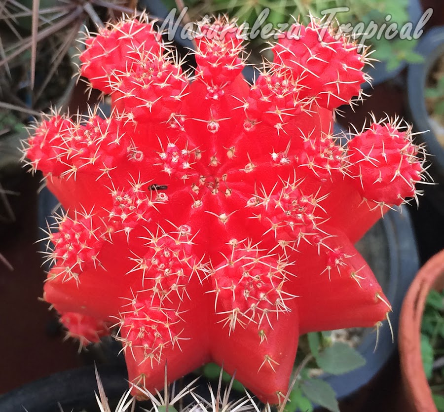 Gymnocalycium mihanovichii variegado