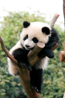 Gambar Panda Keren