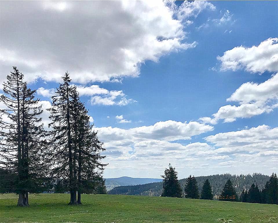 Schwarzwaldmaidli Schwarzwald Das Neue Jahr Ist Angewandert