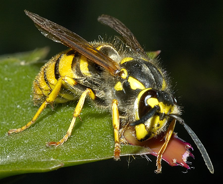 Wasp | The Life of Animals