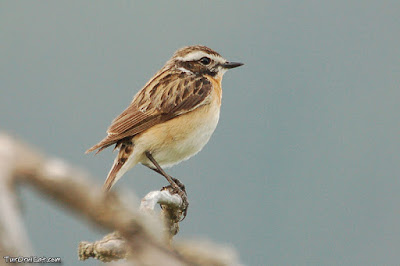 Bitxac rogenc (Saxicola rubetra)