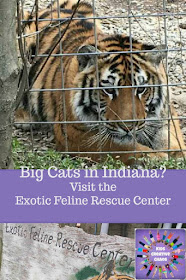 Big Cats in Indiana: Exotic Feline Rescue Center
