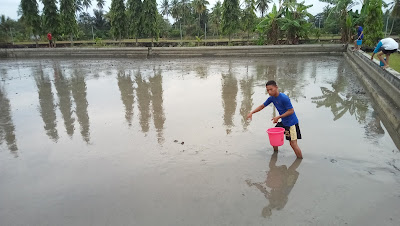 Tahapan Persiapan Dalam Budidaya Ikan Di Kolam Tanah