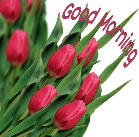 Good Morning Photos Good Morning Photos