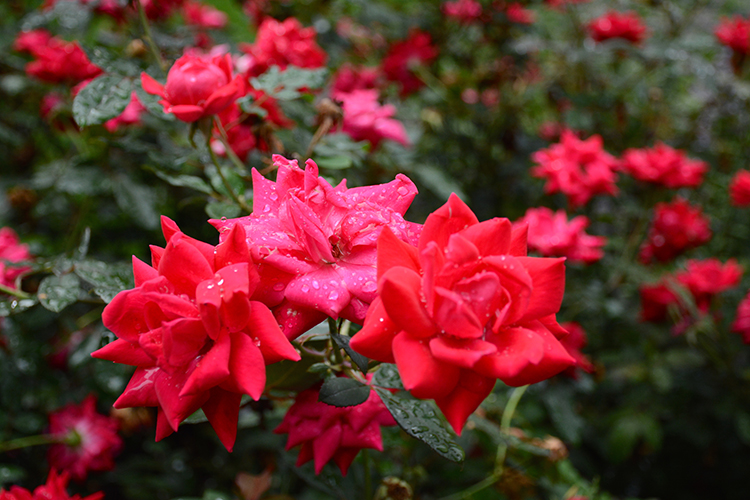 raindrops on roses raindrops on roses