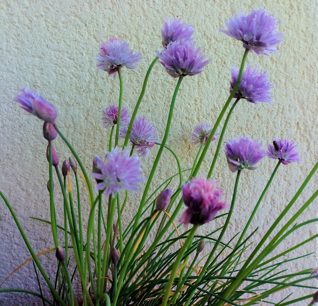 Cebollino (Allium schoenoprasum L.).