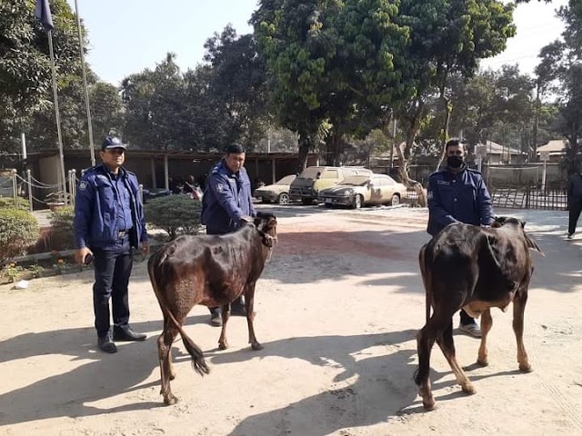 চুরি যাওয়া গরু উদ্ধার, দু’টি অক্ষত,একটি জবাই করা