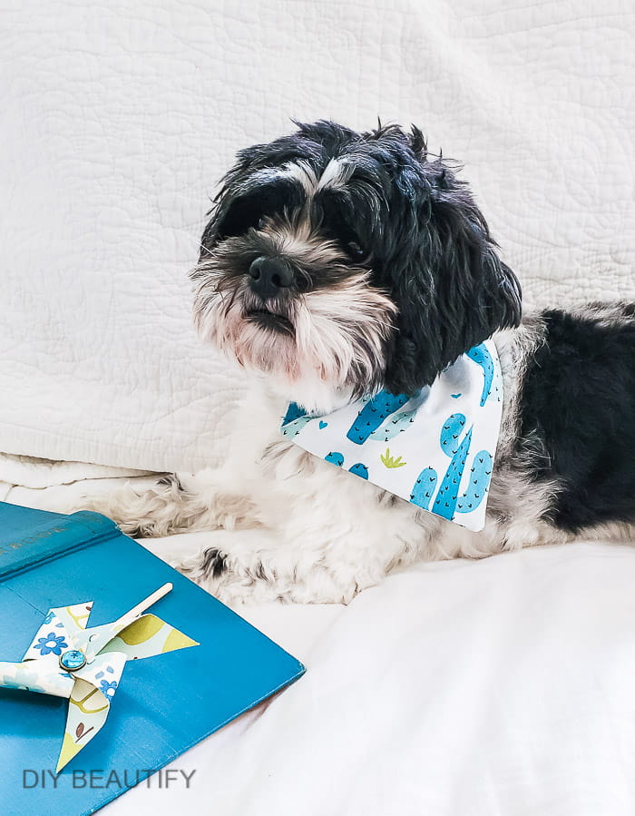 How to Make NoSew OvertheCollar Bandanas for your Dog DIY Beautify Creating Beauty at Home
