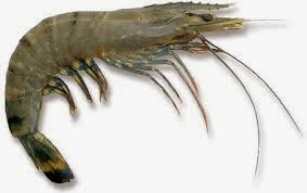Kandungan Nutrisi Dan Manfaat Udang Untuk Kesehatan Tubuh