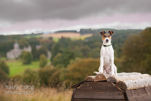 Photograph of a Jack Russel in Aberdeenshire