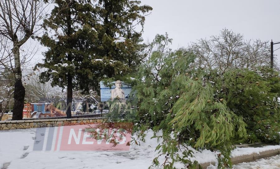 Καλάβρυτα: Πτώση δέντρου σε παιδική χαρά