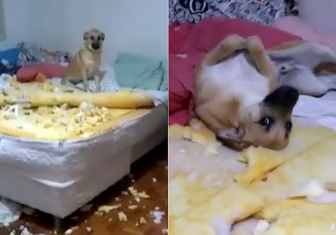 O vídeo do cachorro Chico deu o que falar