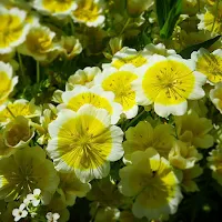 Images of Ireland: yellow flowers on the Great Western Greenway in County Mayo