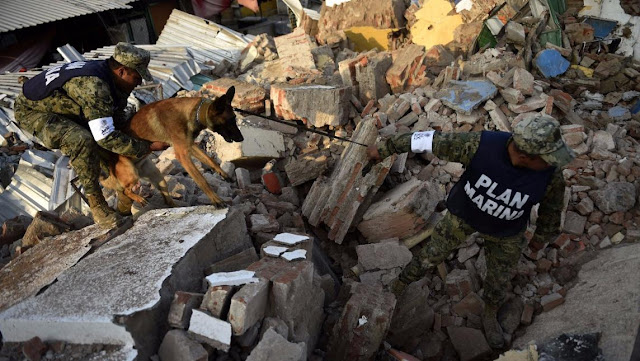 Perros de la Marina han logrado rescatar a 12 personas vivas entre los escombros de Juchitán Perros de la Marina han logrado rescatar a 12 personas vivas entre los escombros de Juchitán