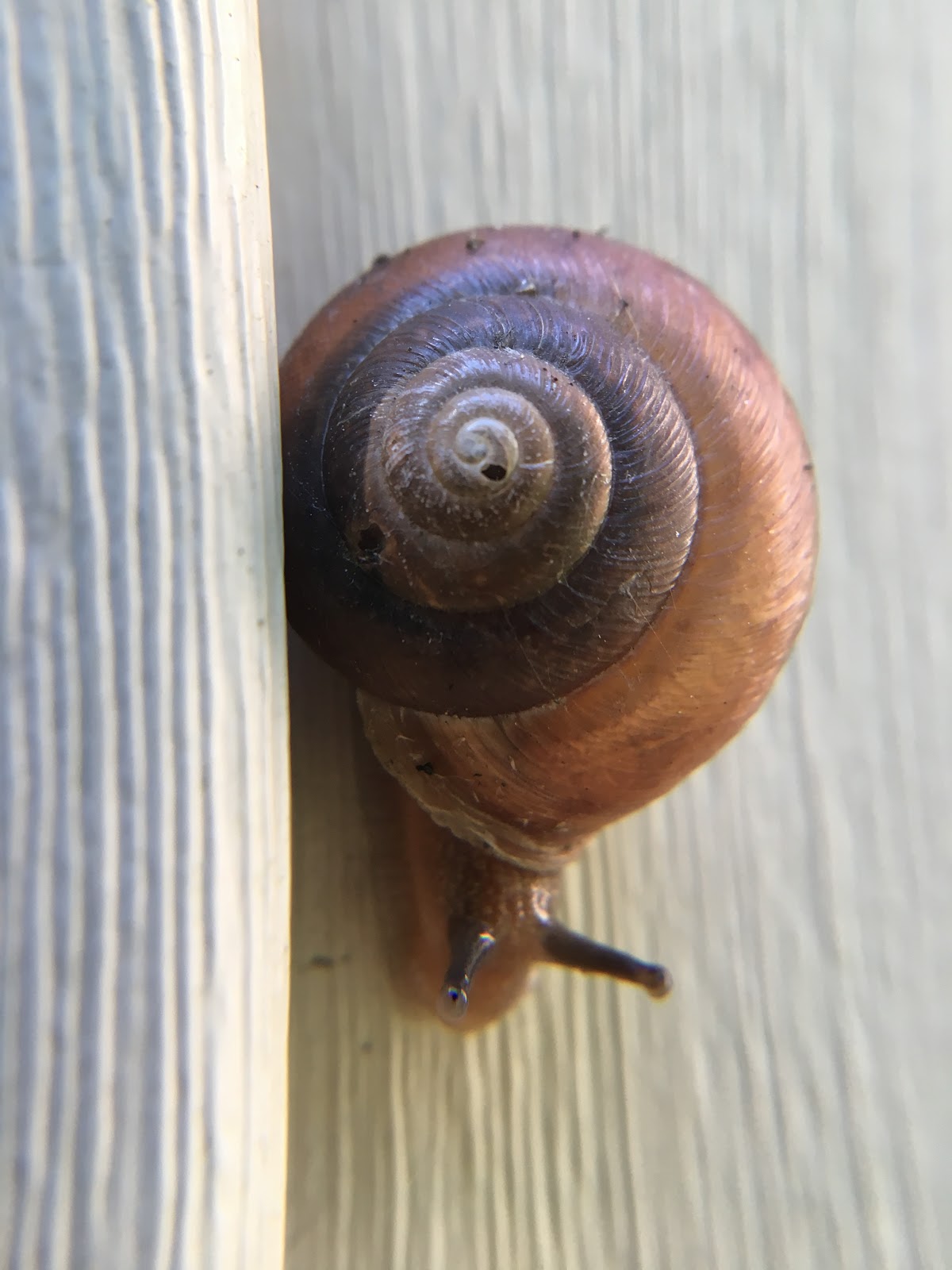 The Monkey Buddha Garden Snail's Spiral Shell