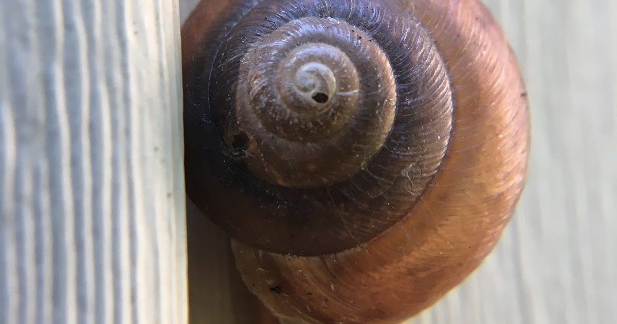 The Monkey Buddha Garden Snail's Spiral Shell