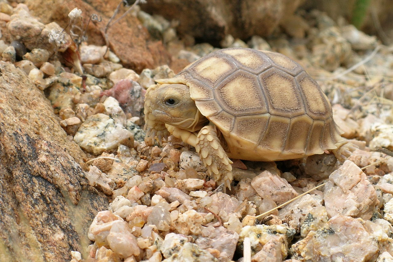 Черепашка картинка. Кольчатая горбатая черепаха. Кумберлендская черепаха. Панцирь Степной черепахи. Сухопутные черепахи пустынные.