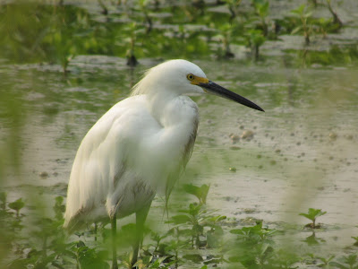 Colusa National Wildlife Refuge California birding