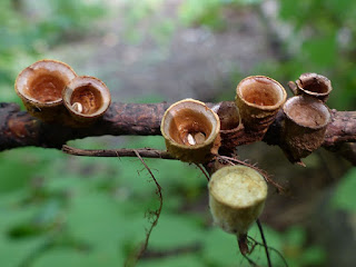 Crucibule lisse - Crucibulum laeve Crucibule lisse - Crucibulum laeve