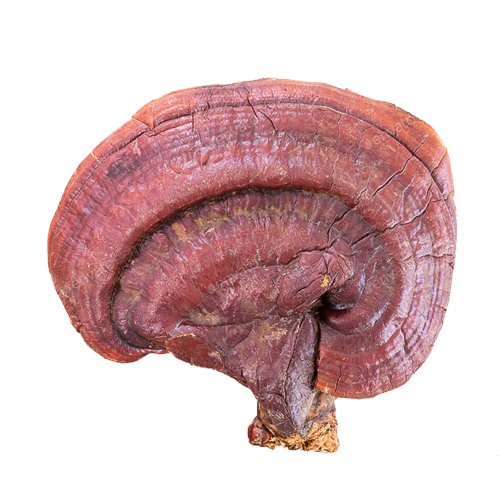 Cultivated and Wild species of Mushroom in Nepal