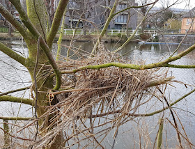 Küsten-Spaziergänge rund um Kiel, Teil 4: Entlang am Ufer der Schwentine. Vögel bauen ihre Nester, auch sonst gibt es viel Natur und Tiere auf dem Wanderweg zu entdecken.