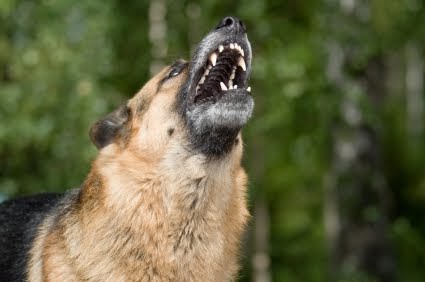 Как научить немецкую овчарку голос. Julius k9 немецкая овчарка. Догтренинг немецкая овчарка. Как научить немецкую овчарку голос. Овчарки.