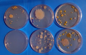 experimentación biológica, salud hongos