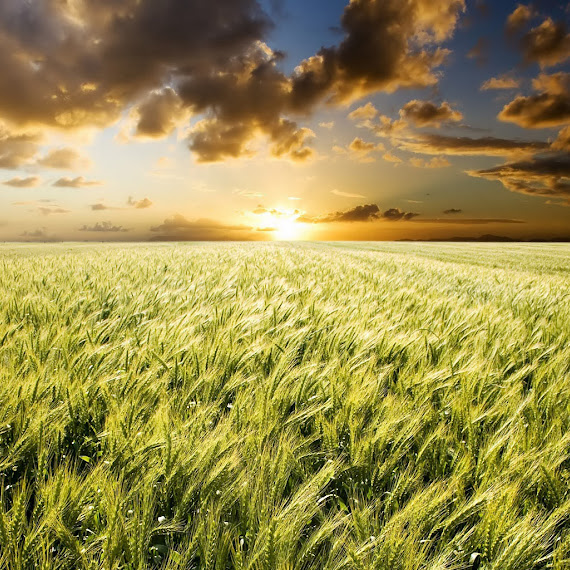 foto ladang gandum