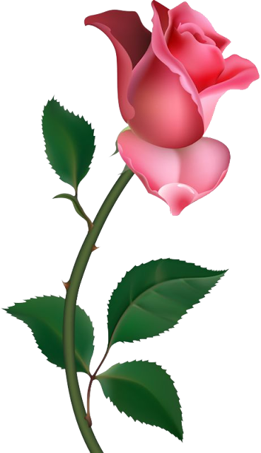 Pink rose png image, free picture download - PNG Sector