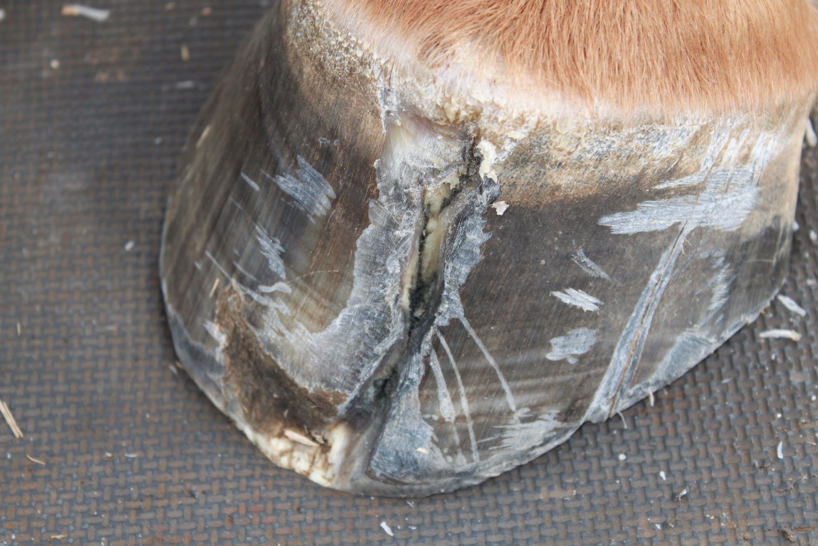 Springstone Horses Repairing Hoof Cracks