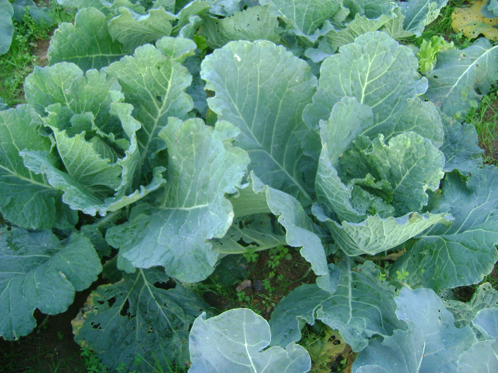 Капуста кормовая фото описание Капуста кормовая фото описание