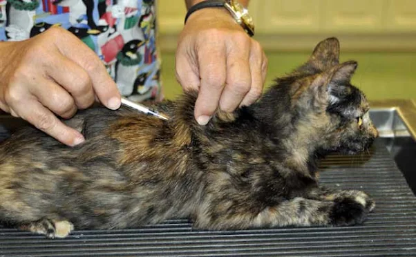Cat Vaccination. Photo: The Answer Vet