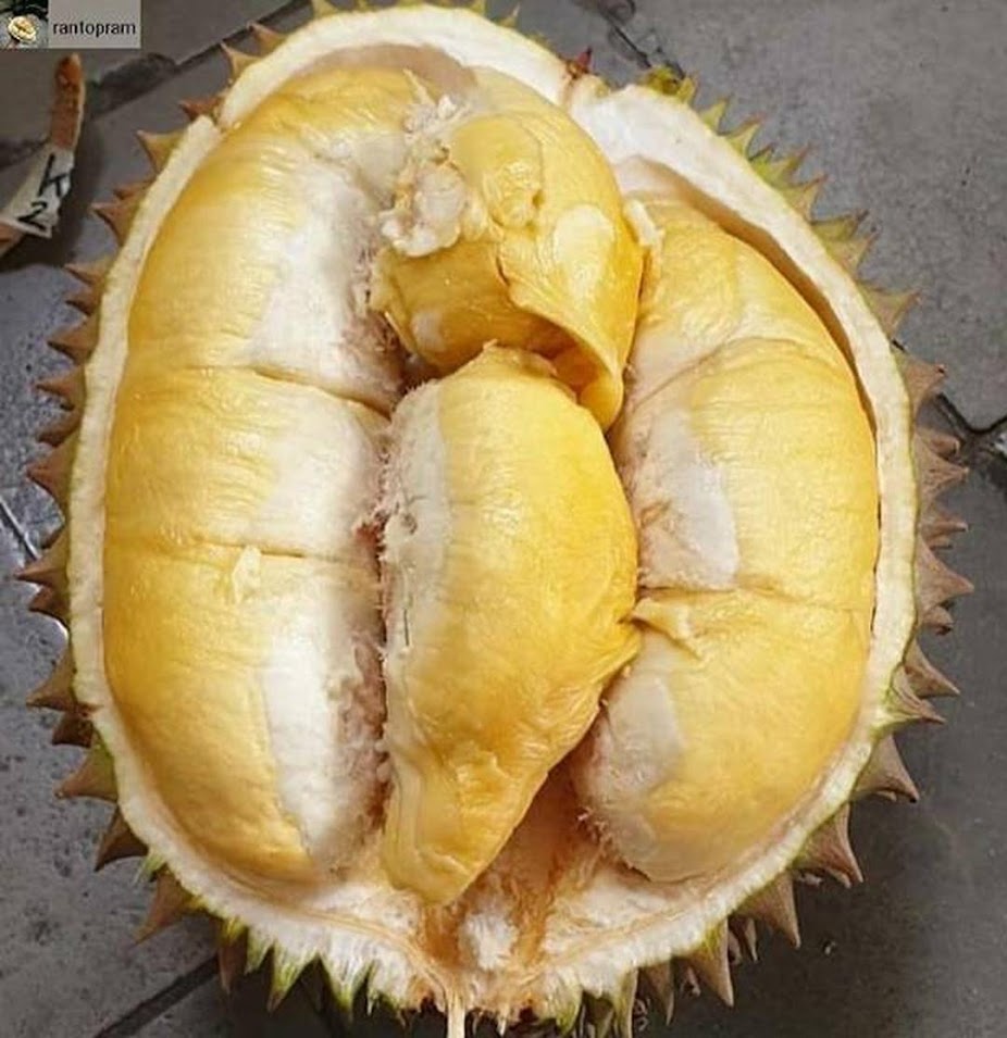 Bibit durian musang king kaki 3 bibit durian musang king bibit durian Sukabumi