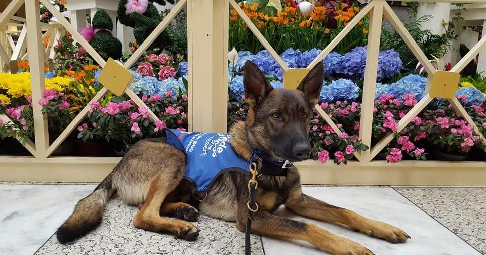 Growing Up Guide Pup My puppy keeps barking!