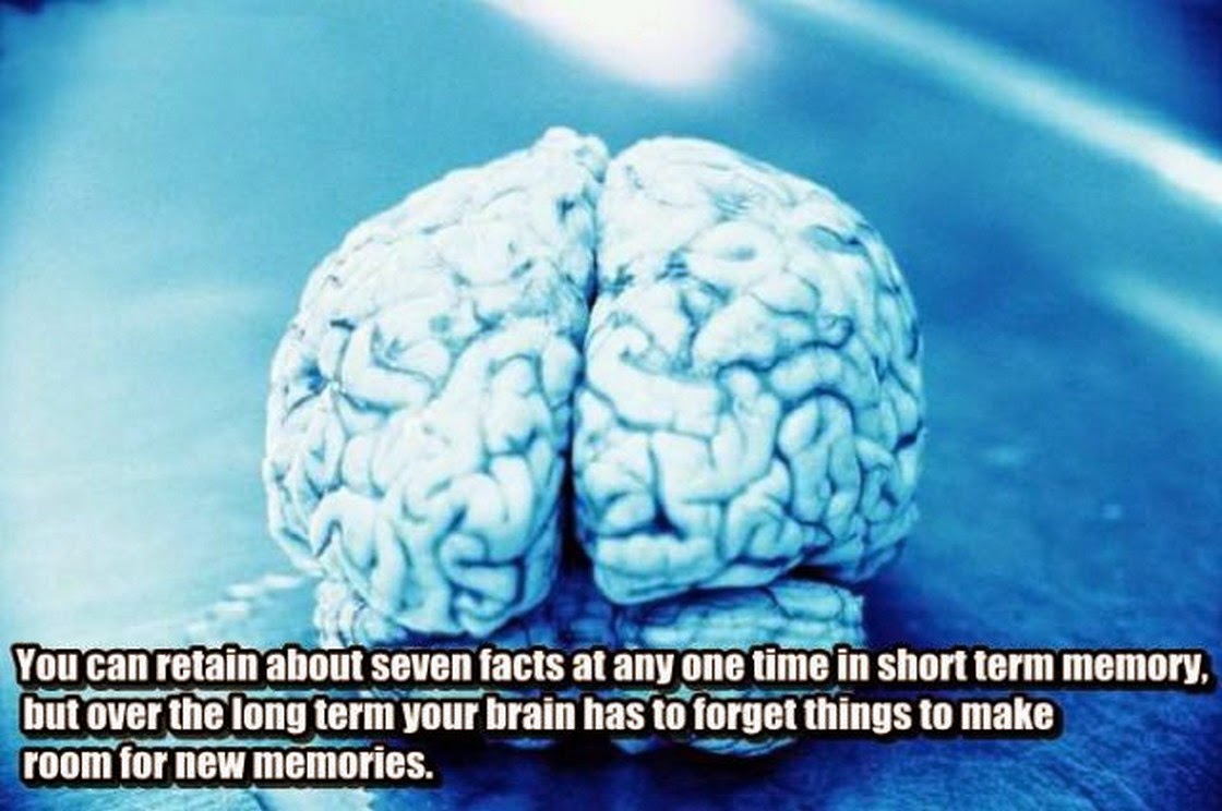 Lost brain. Мозг подсознание. Иметь мозги. Подсознание Эстетика. Собачьи мозг с серым веществом.