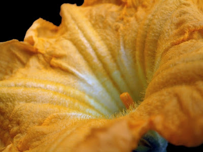 Pumpkin Flower