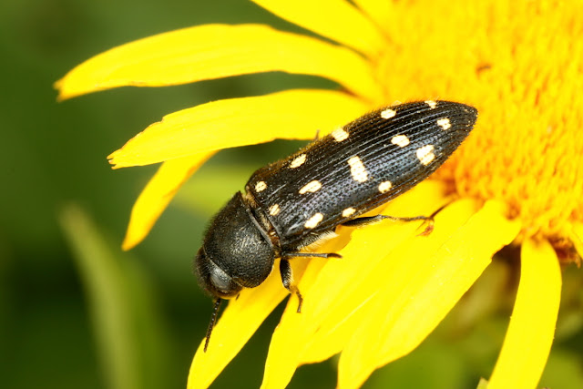 Acmaeodera degener ssp. quattordecimpunctata