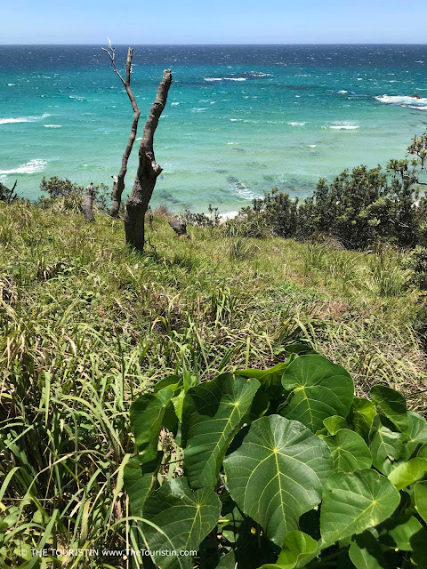 Green vegetation with the blue ocean in the background.