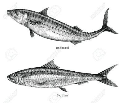 Ikan Sarden Banyaknya Kandungan Dan Manfaat Di Dalam Ikan Sarden Ini Hewan Air Info Hewan Air Info Ikan Sarden Banyaknya Kandungan Dan Manfaat Di Dalam Ikan Sarden Ini Hewan Air Info Hewan Air Info