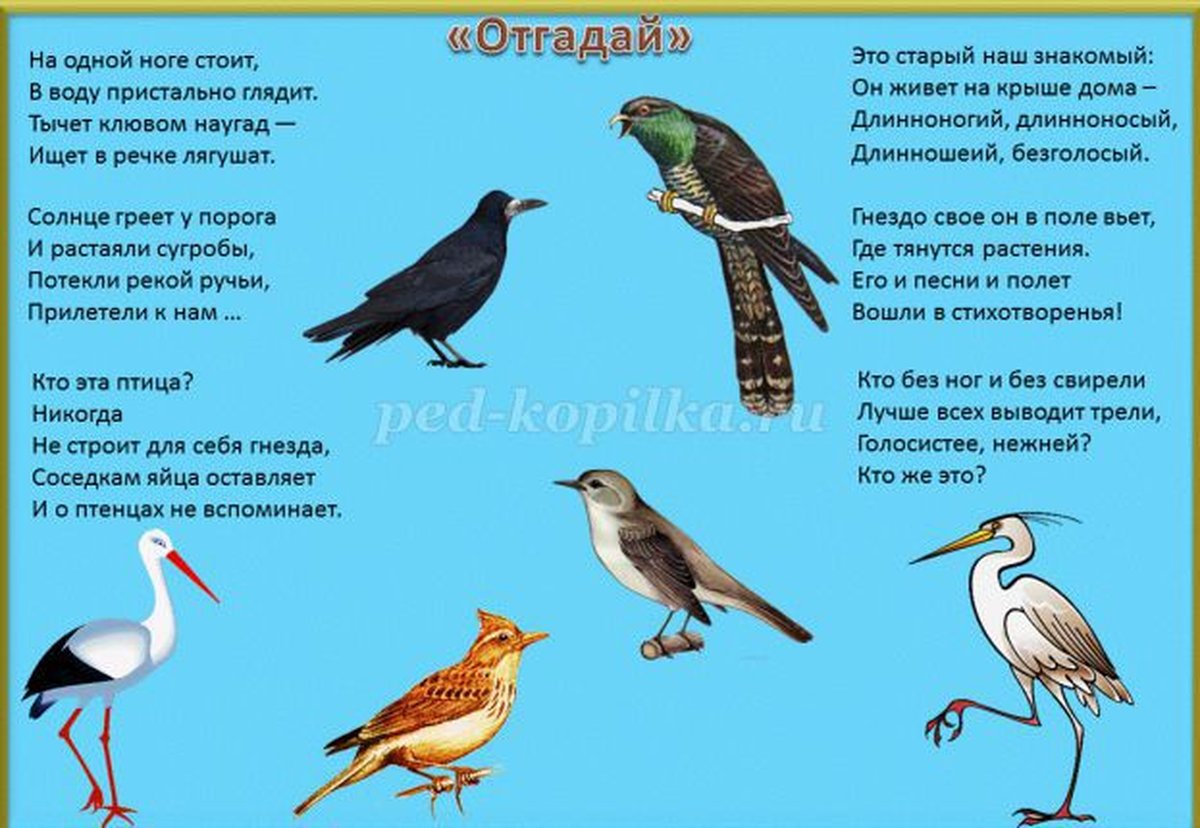 полевой жаворонок скворец зяблик трясогузка. перелётные птицы картинки для детей. перелетные и неперелетные птицы список. перелетные птицы ростовской области для детей. перелетные птицы детям 6 7 лет.