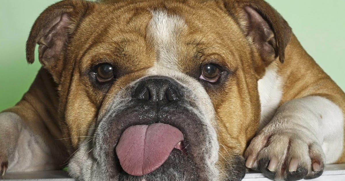Pedigree Dogs Exposed - The Blog: Dutch KC introduces tough new rules for Bulldogs
