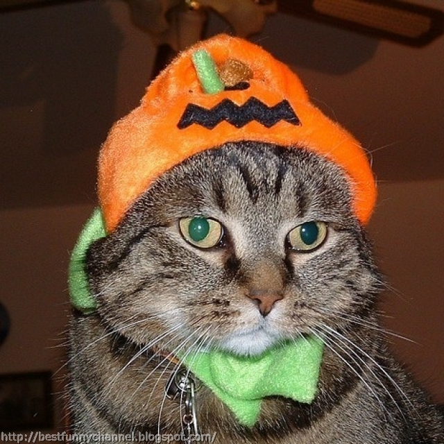 Cat on Halloween.