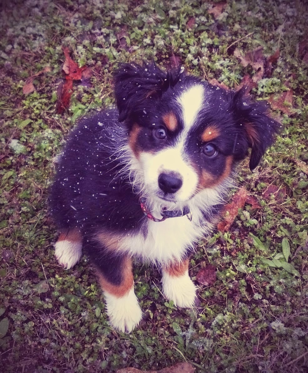 Raising a Mini Aussie The experience of getting a second Aussie