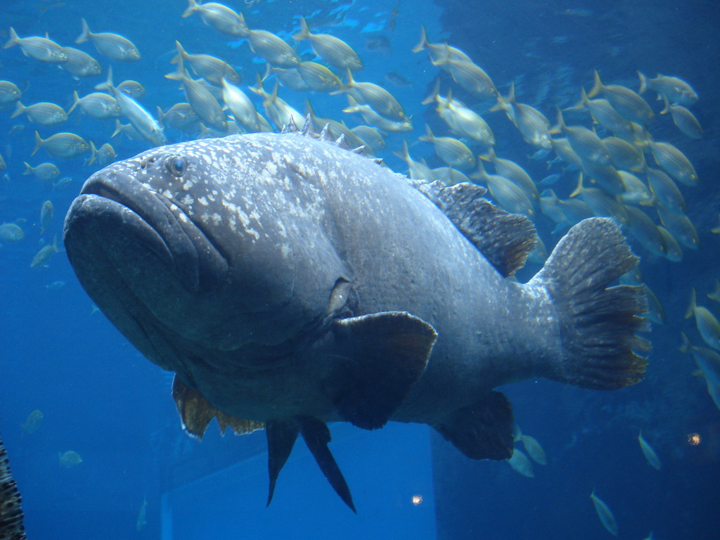 Wherever You Go The Great Blue Hole wherever-you-go-the-great-blue-hole