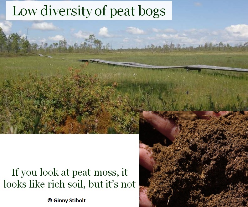 Harvesting peat moss contributes to climate change, OSU scientist says.  What should gardeners use instead? 
