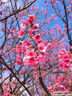 Cherry blossoms